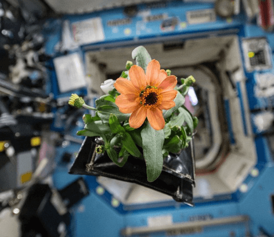 Pnant in space picture